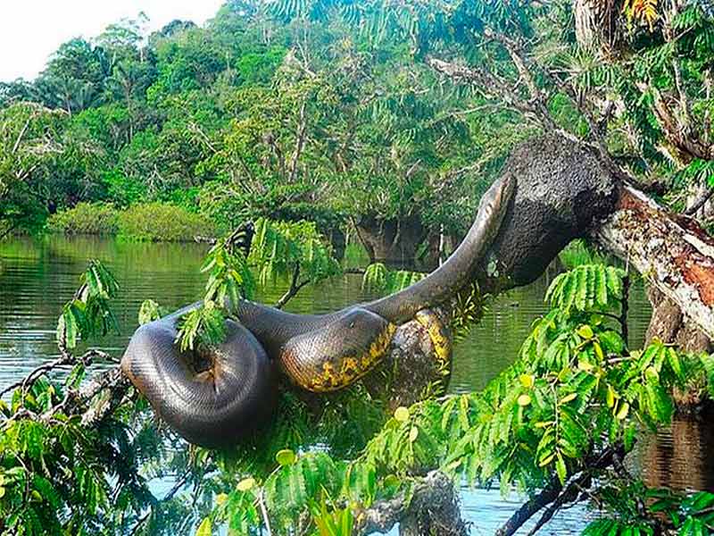 Змеи живут в тропическом лесу. Амазонская Сельва Анаконда. Амазония джунгли Анаконда. Южная Америка Амазонка Анаконда. Амазонские джунгли Бразилия.