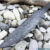 Beautiful blade for a knife made of Damascus, 100% handmade - # 285 (produced in Russia)