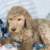 F1B MINI/MEDIUM GOLDENDOODLES F1B MINI/MEDIUM GOLDENDOODLES