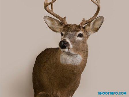 White Tail Deer Head1734360427 White Tail Deer Head1734360427