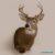 White Tail Deer Head Trophy Mount White Tail Deer Head Trophy Mount