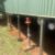 South West Qld House Restumping - Image 2 South West Qld House Restumping - Image 2